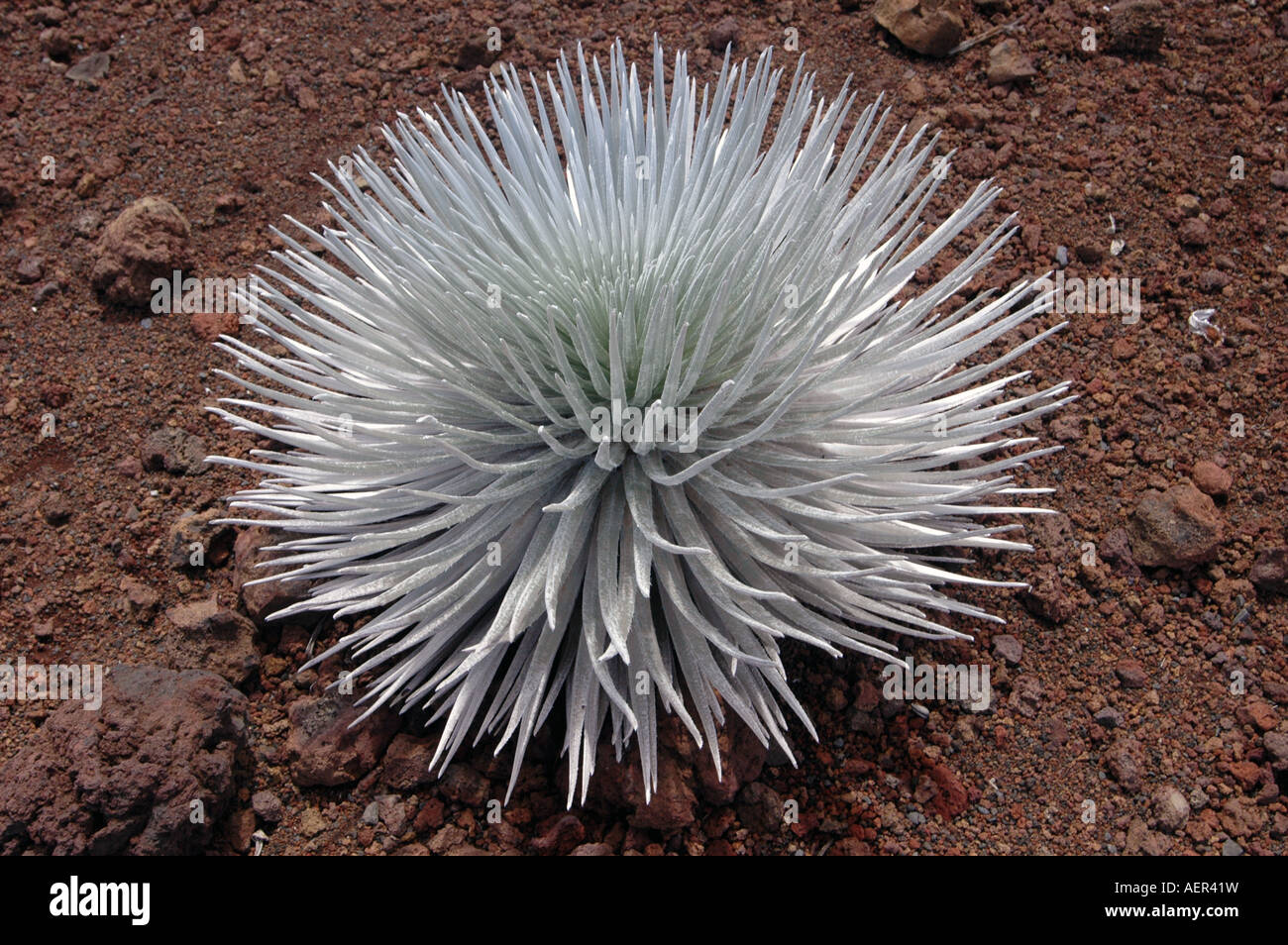 Bromo cratère de Haleakala est une plante endémique à Maui, Hawaii, USA. Banque D'Images