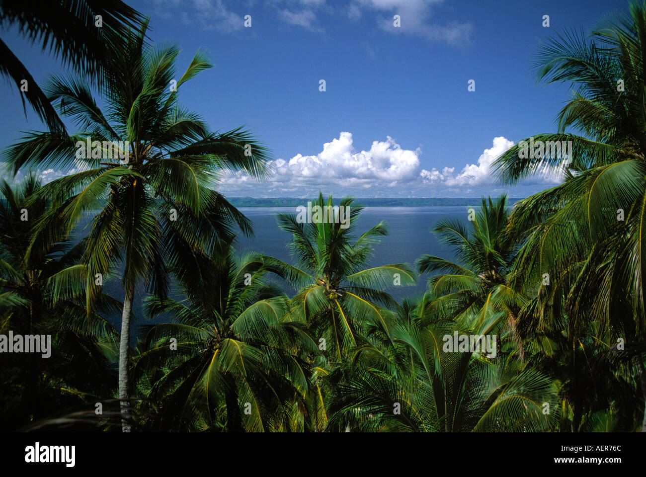 Coco palmtree grove près du village de Samana République Dominicaine archipel des Grandes antilles caraïbes Banque D'Images