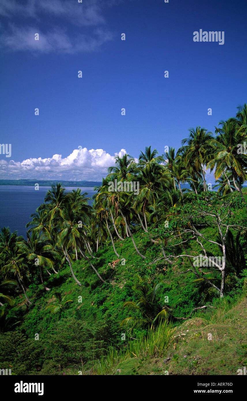 Coco palmtree grove près du village de Samana République Dominicaine archipel des Grandes antilles caraïbes Banque D'Images