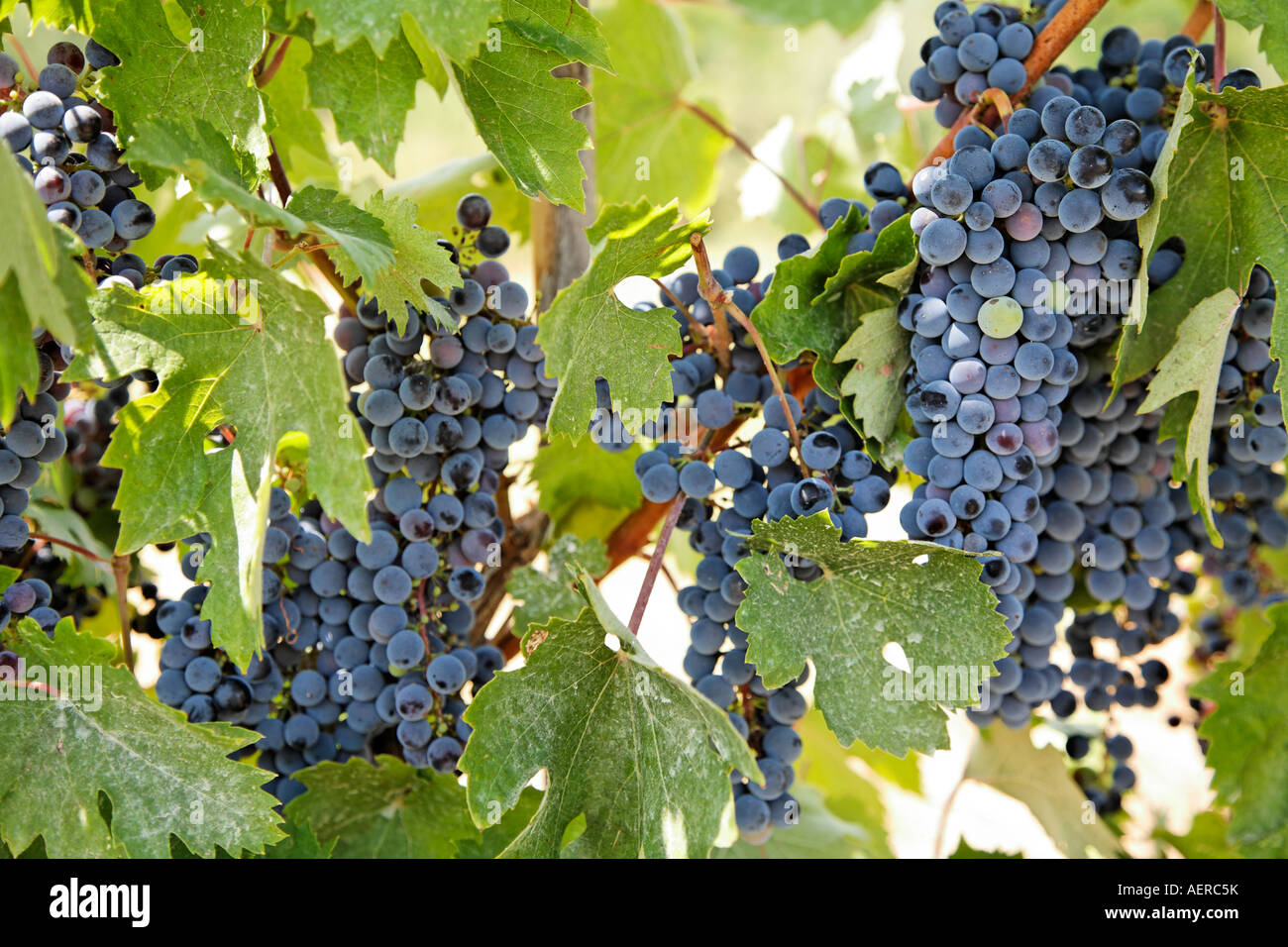 Les raisins noirs sur des vignes Toscane Italie Europe Banque D'Images