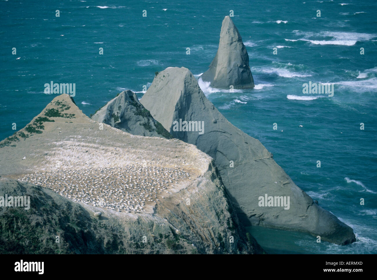 Nouvelle Zélande, île du Nord, Cape Kidnappers, Hawkes Bay, l'Australasian Gannet Colony. Banque D'Images