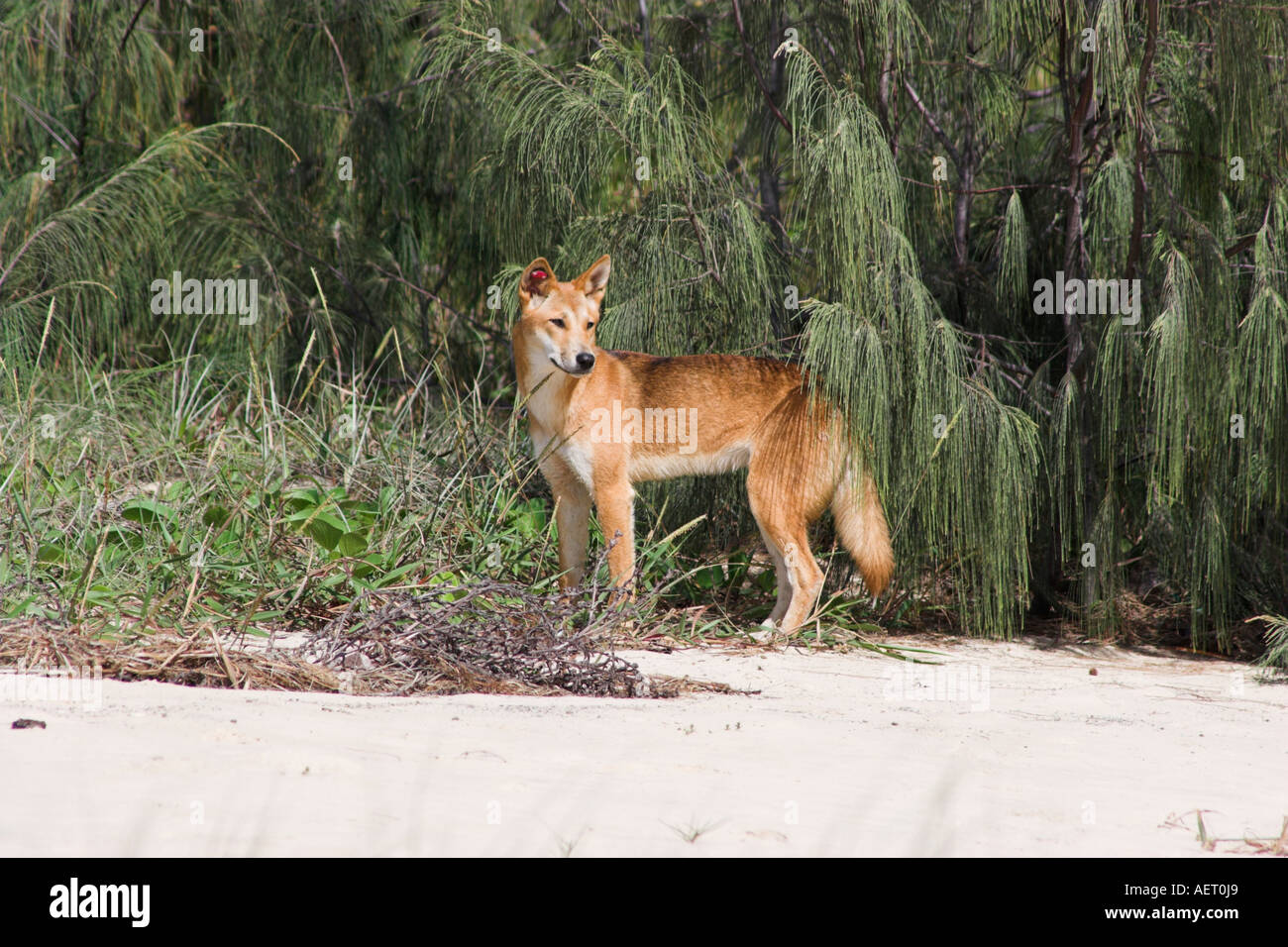 Dingo sur Fraser Island Queensland Australie Banque D'Images