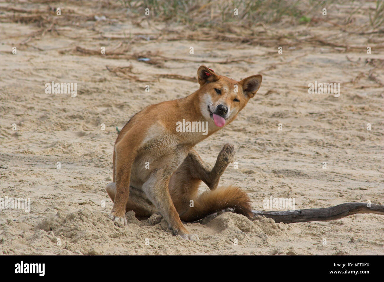 Dingo ayant un bon scratch, Fraser Island Queensland Australie Banque D'Images