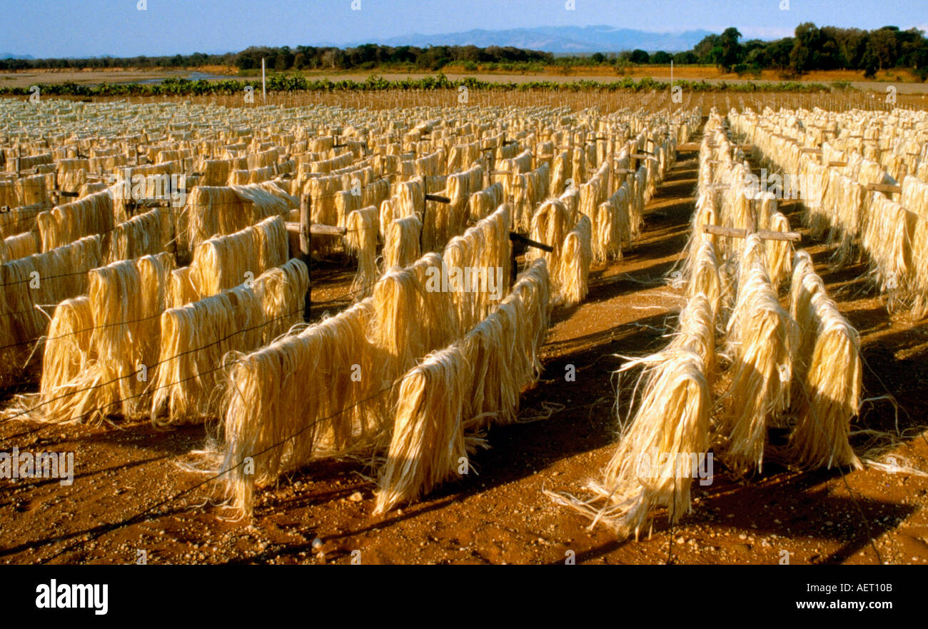 Le séchage au soleil des fibres sisal agave près du village de Ranohira madagascar Banque D'Images