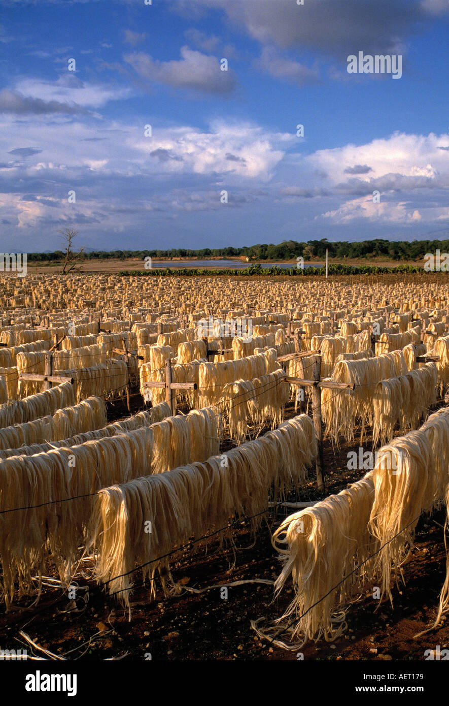 Le séchage au soleil des fibres sisal agave près du village de Ranohira madagascar Banque D'Images