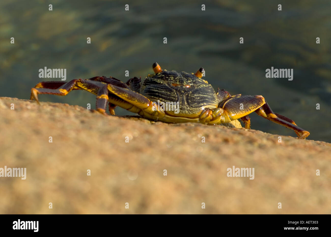 Israël Eilat long shot d'un crabe avec de longues jambes et de grands yeux Banque D'Images