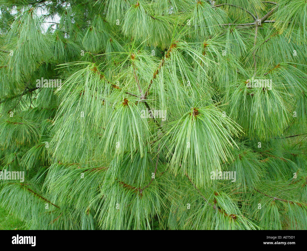 Pinus wallichiana griffithii conifère avec de longues aiguilles de pin  Photo Stock - Alamy