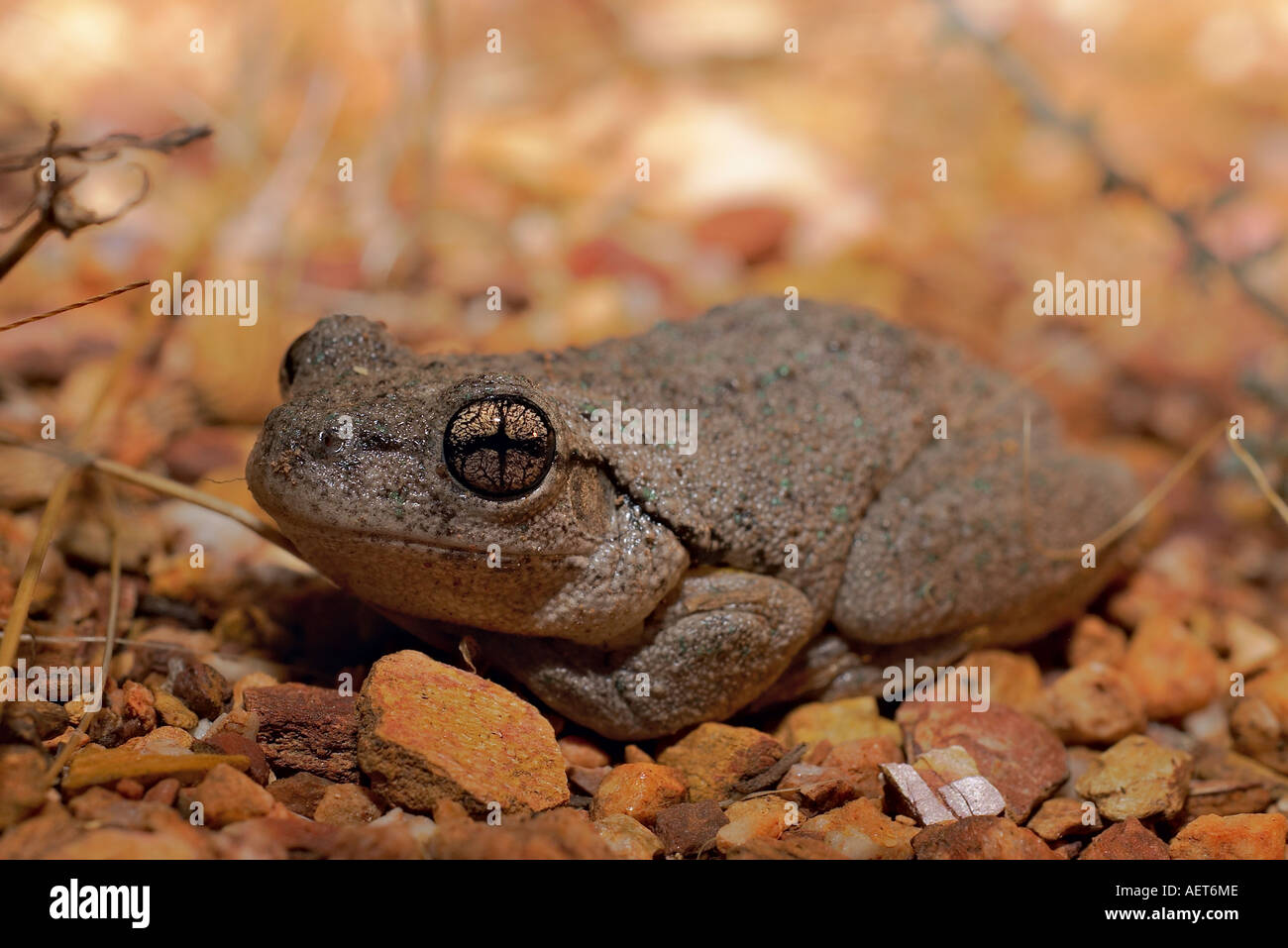 Litoria peroni Banque D'Images
