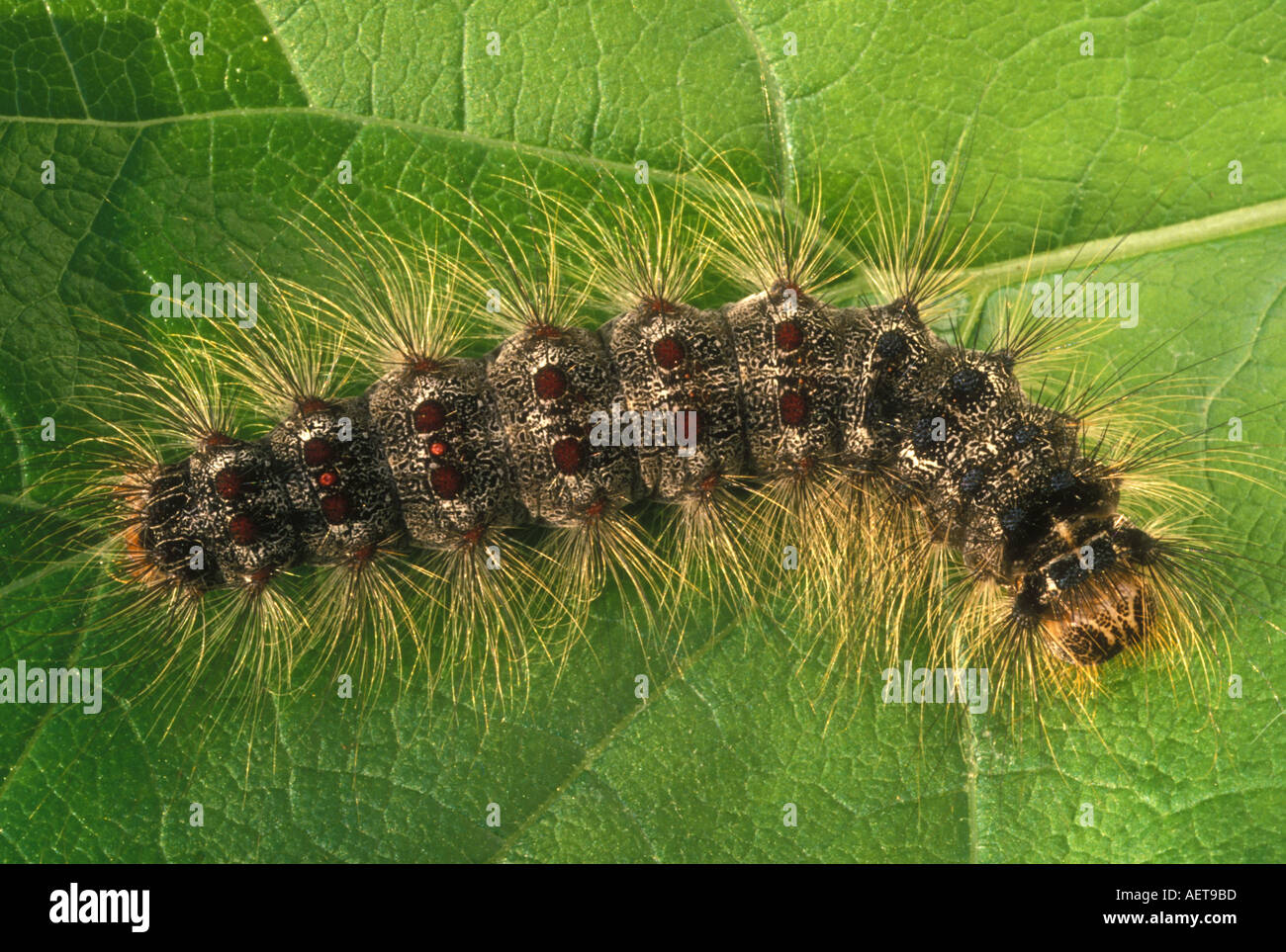 Caterpillar spongieuse Lymantria dispar Banque D'Images
