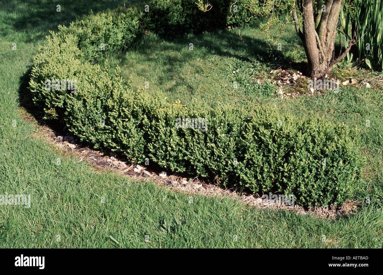Petite boîte Buxus sempervirens jardin pelouse en bordure de couverture Banque D'Images