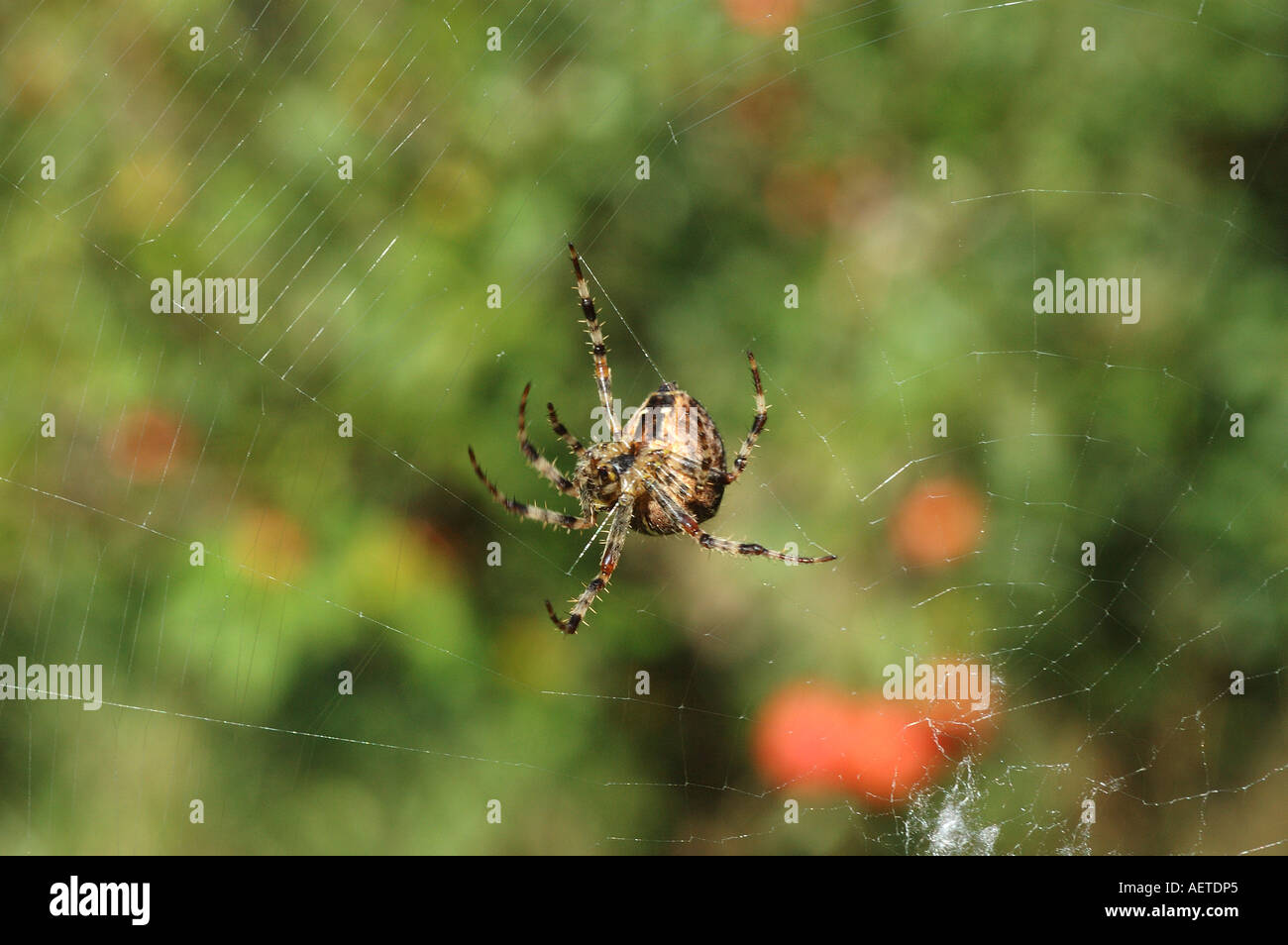 Jardin araignée Araneus diadematus femelle Araneidae spinning silk pour réparer son site web UK Banque D'Images