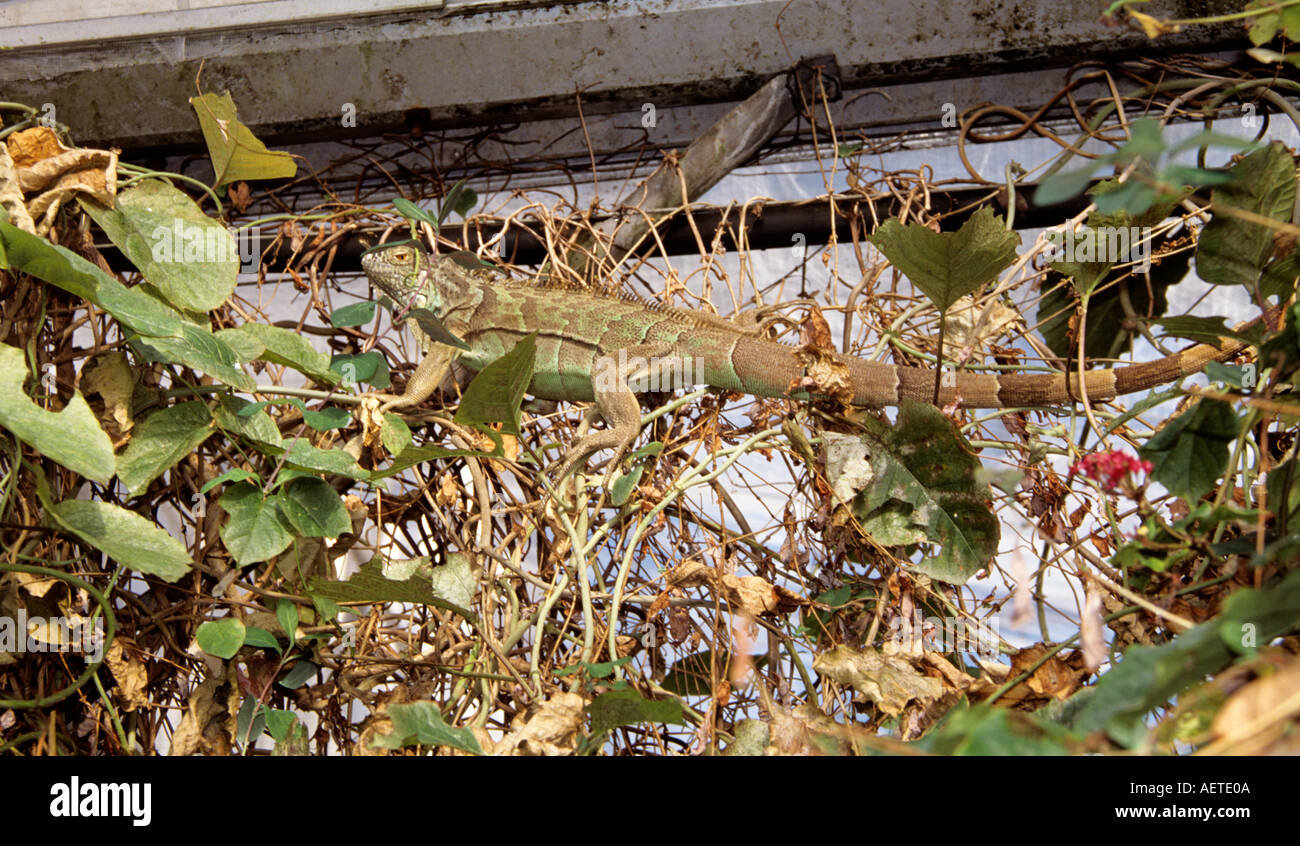 Iguane vert à la Maison des Papillons London Syon Park au Royaume-Uni Banque D'Images