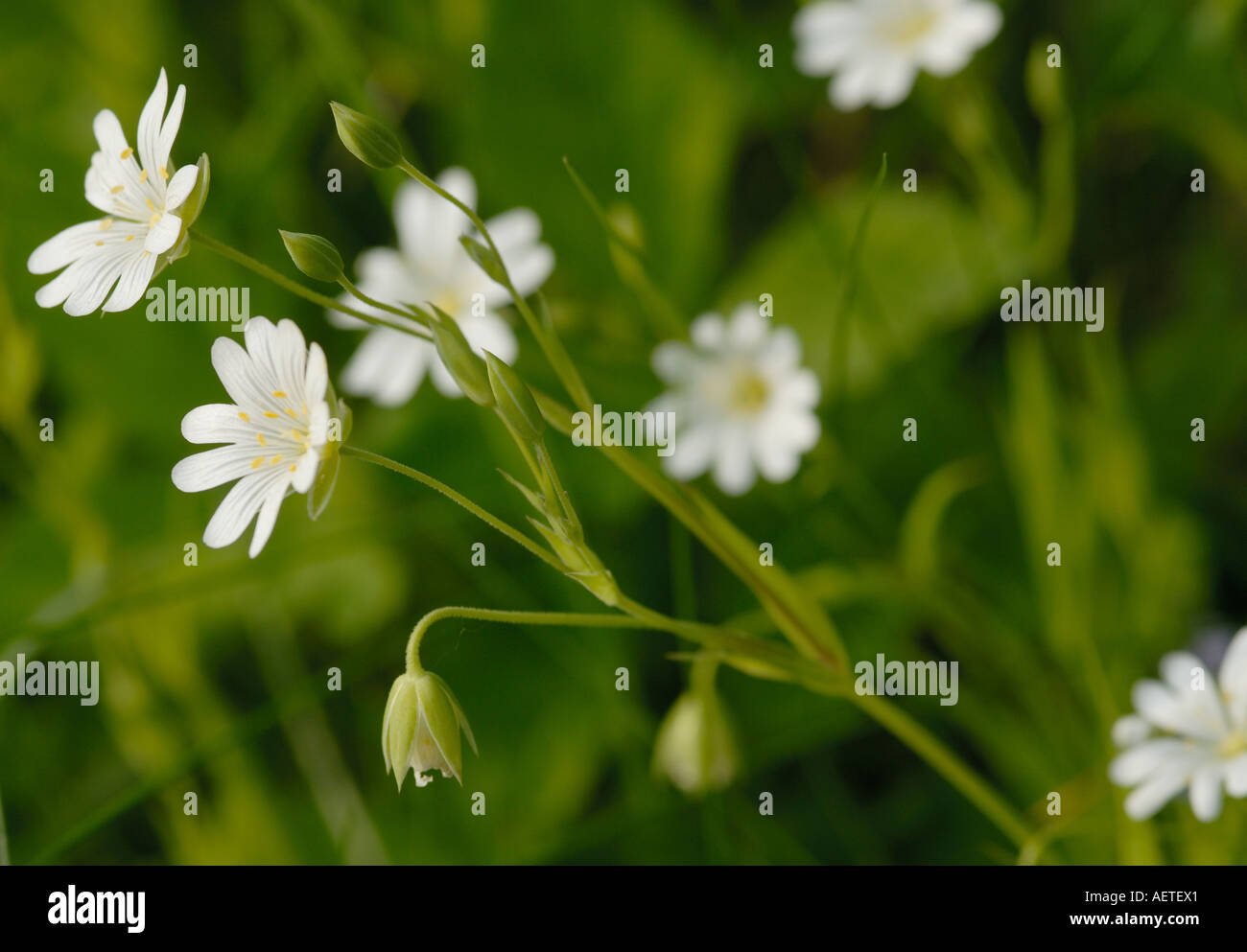 La white star comme des fleurs d'une plus grande Stellaire des sables Banque D'Images