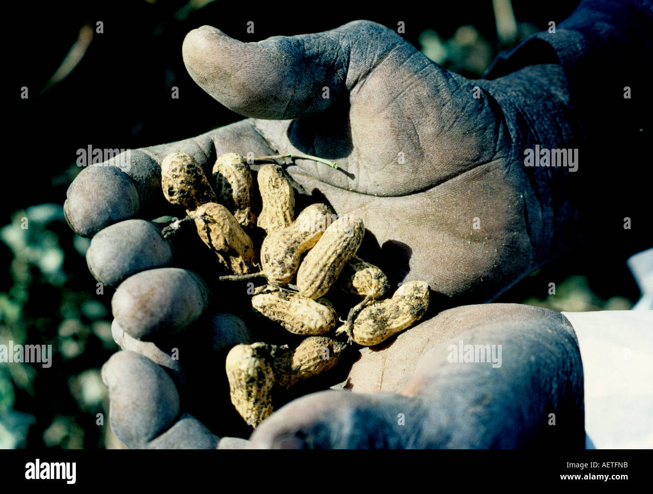 Soudan une poignée d'arachides Banque D'Images