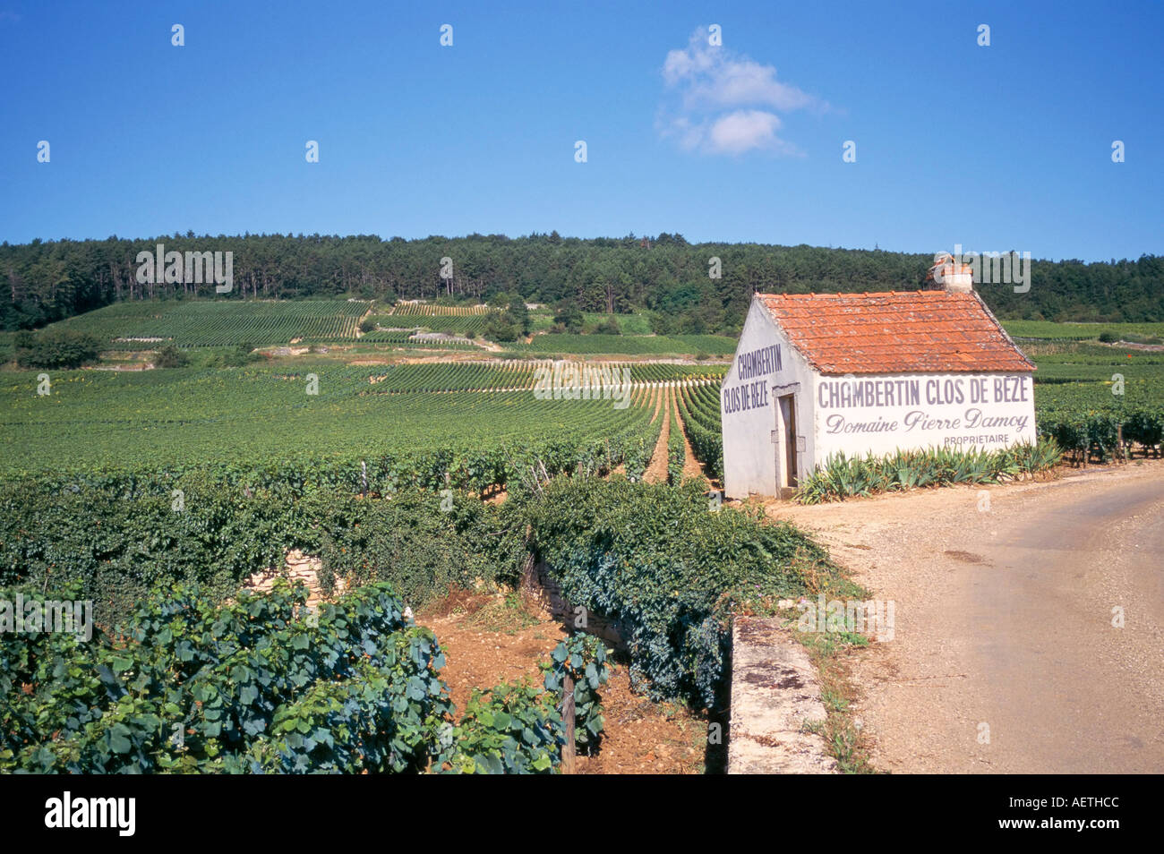 Vignobles sur la Route des Grands Crus des Nuits St Georges Dijon Bourgogne France Europe Banque D'Images