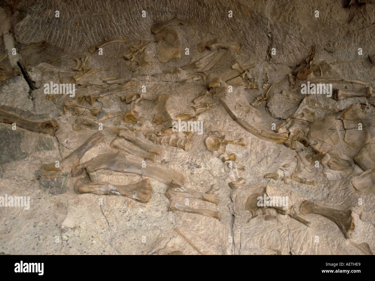 Des ossements fossilisés Dinosaur National Monument Site Carrière Utah United States of America North America Banque D'Images