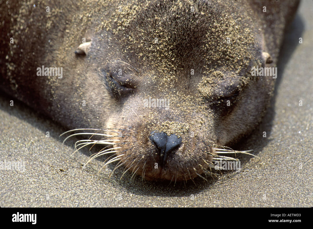 Équateur,Equateur,Equateur,Amérique du Sud,hispaniques hispaniques Latins Latino Latinos,Espagnol,Îles Galapagos,Île Floreana,dormir,dormir,taudis Banque D'Images