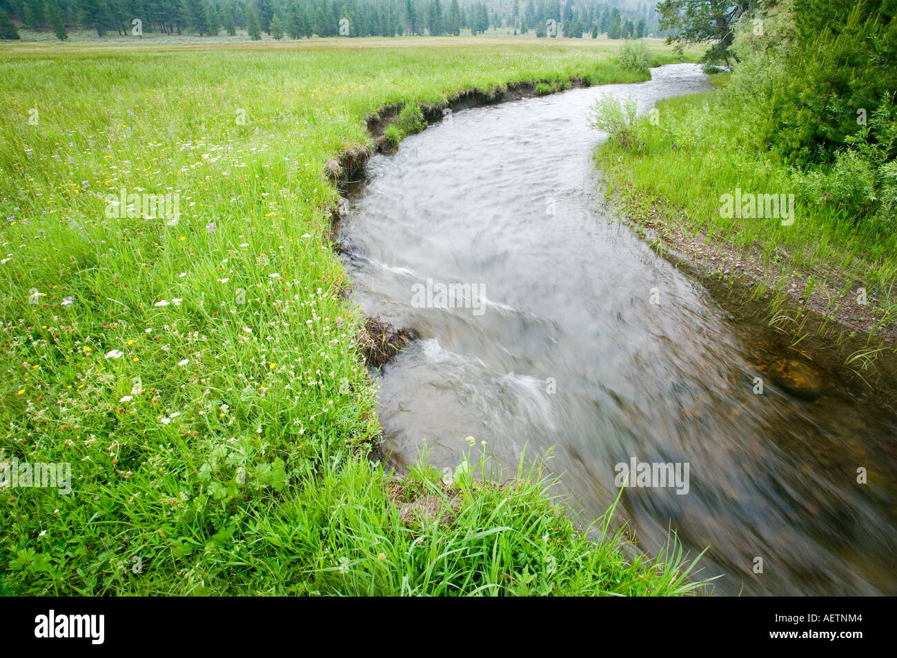 Sagehen Pristine Creek, Californie Truckee Banque D'Images