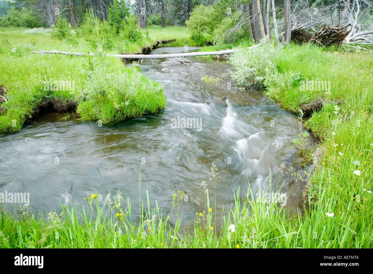 Sagehen Pristine Creek, Californie Truckee Banque D'Images