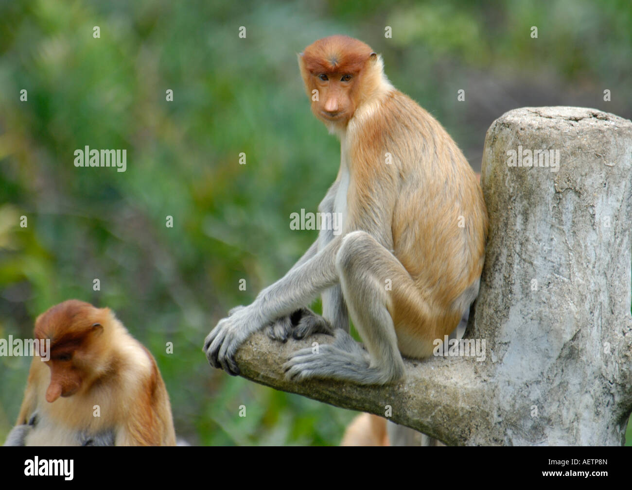 Proboscis Monkey femelle Banque D'Images