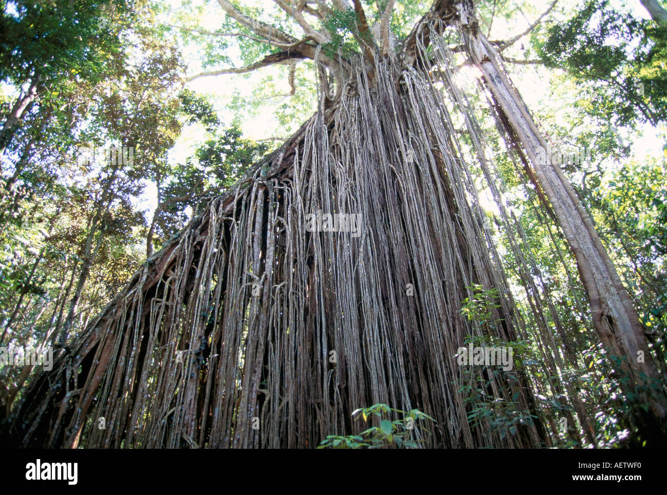 Curtain fig un énorme 15m de haut d'étrangler parasite dans forêt près de Yungaburra Atherton Queensland Australie Pacifique Banque D'Images