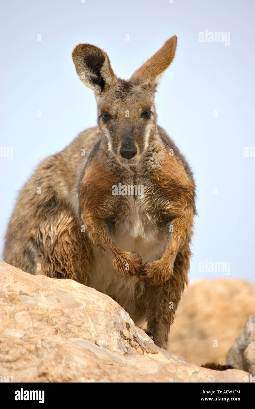 Belle image d'un rock wallaby à pieds jaunes Banque D'Images