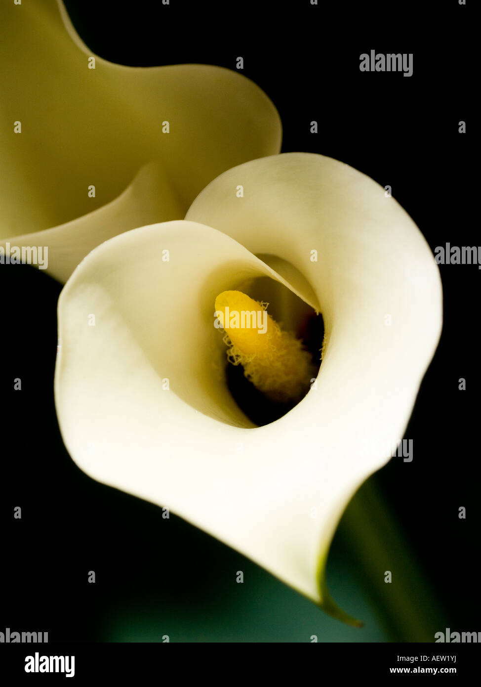 Close up macro de fleurs d'arum blanc crème jaune spadice avec Banque D'Images