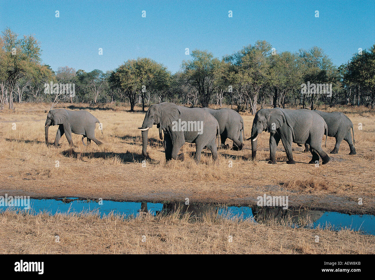 Les éléphants marchant le long de la rive de la rivière Kwaï le Parc National de Chobe au Botswana Afrique du Sud Banque D'Images