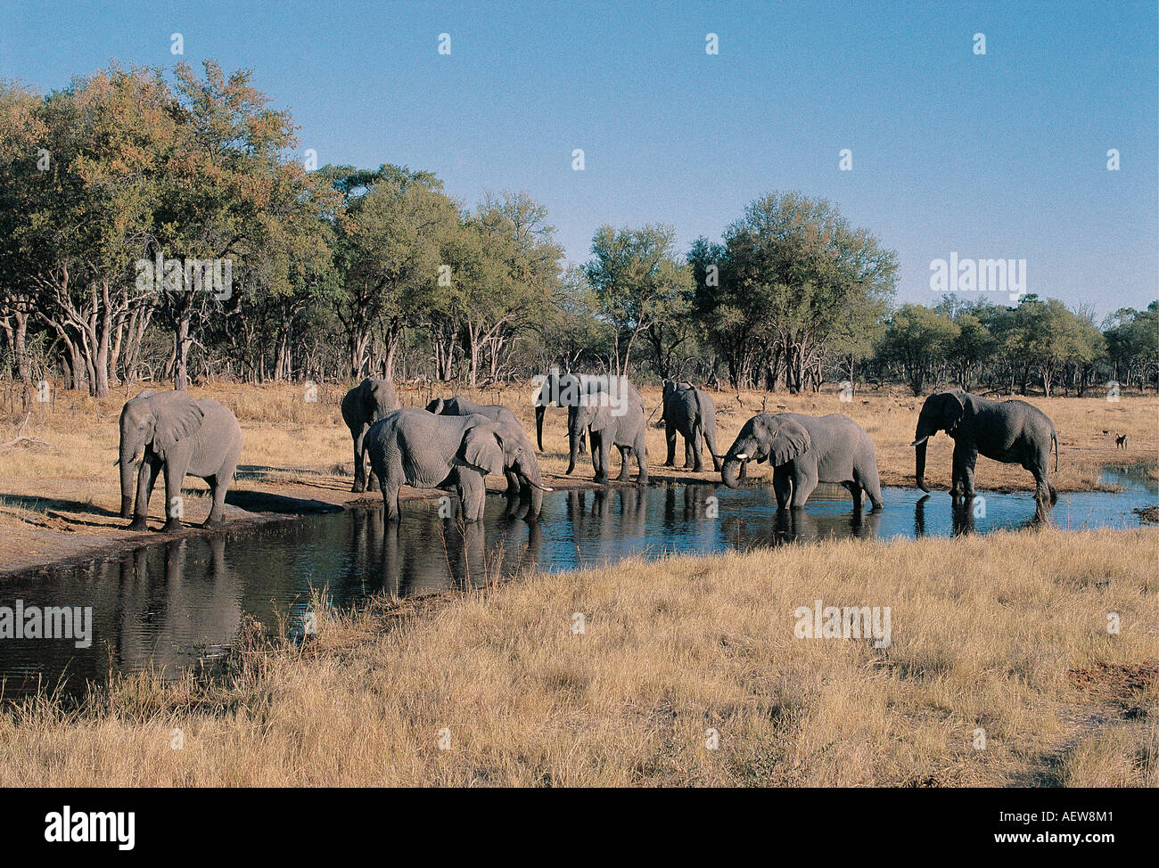 Les éléphants de boire à la Rivière Kwaï Parc National de Chobe au Botswana Afrique du Sud Banque D'Images