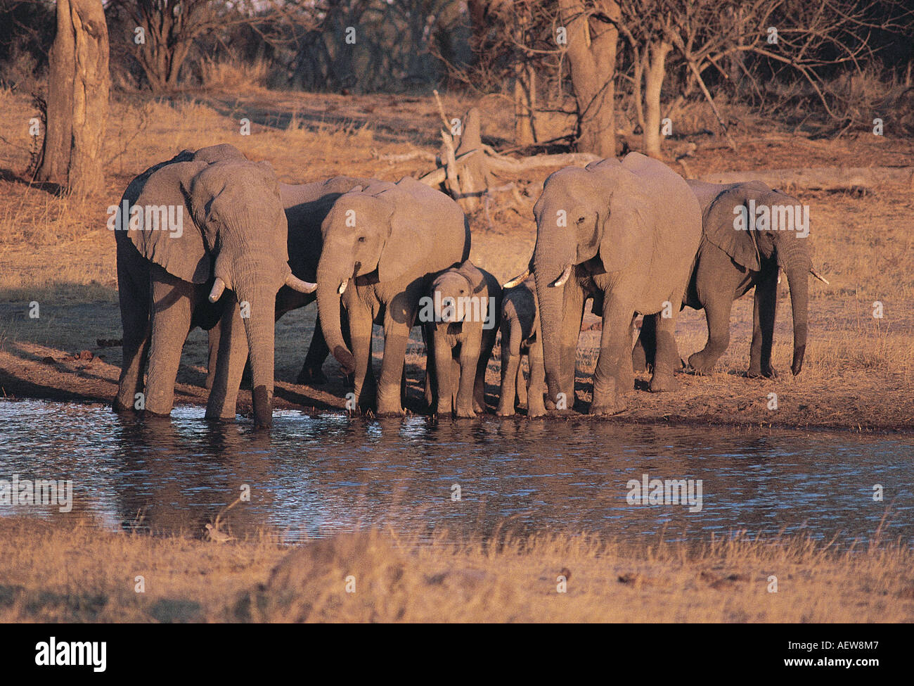 Les éléphants de boire à la Rivière Kwaï Parc National de Chobe au Botswana Afrique du Sud lumière chaude soirée Banque D'Images