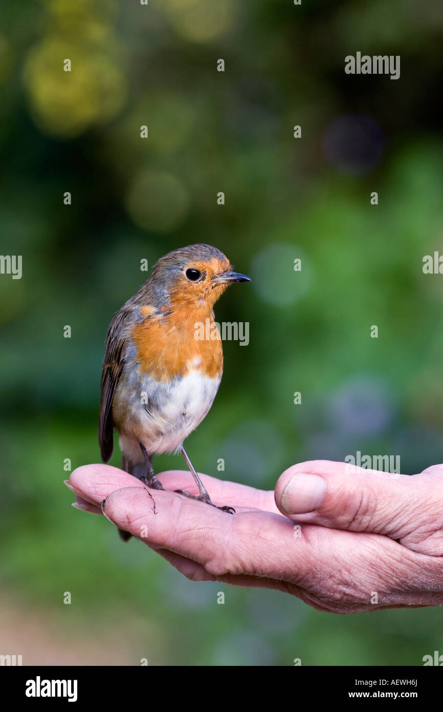 Erithacus rubecula aux abords de l'alimentation côté femmes bedfordshire potton Banque D'Images