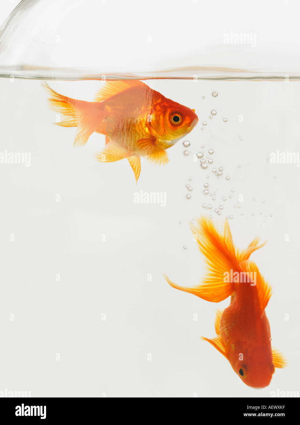 Une paire de poissons rouges dans un bocal Banque D'Images