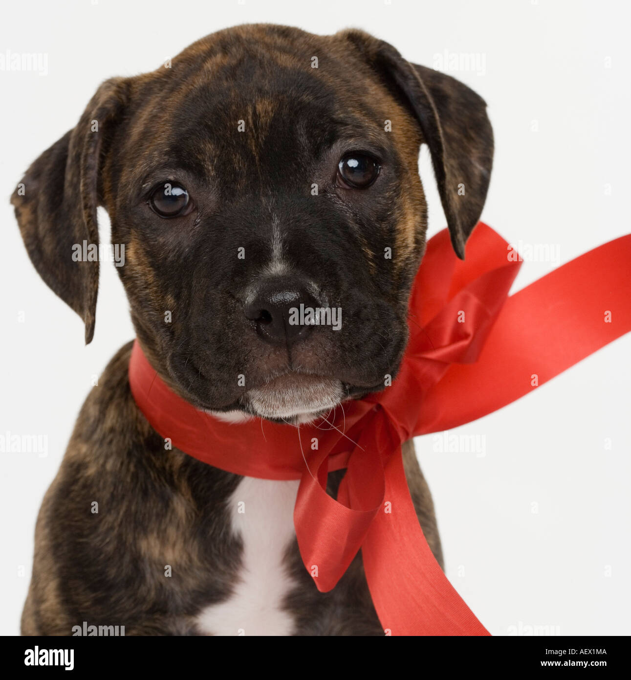 Pitbull puppy wearing red ribbon Banque D'Images