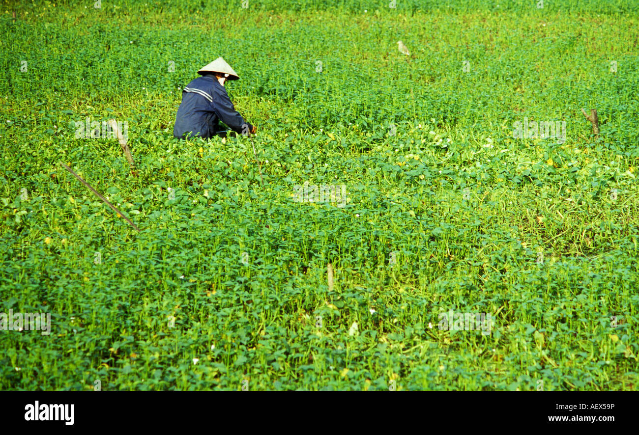 Agriculteur en chapeau conique qui travaillent dans le champ inondé à la collecte de l'eau plantes épinards, Hoi An, Viet Nam Banque D'Images