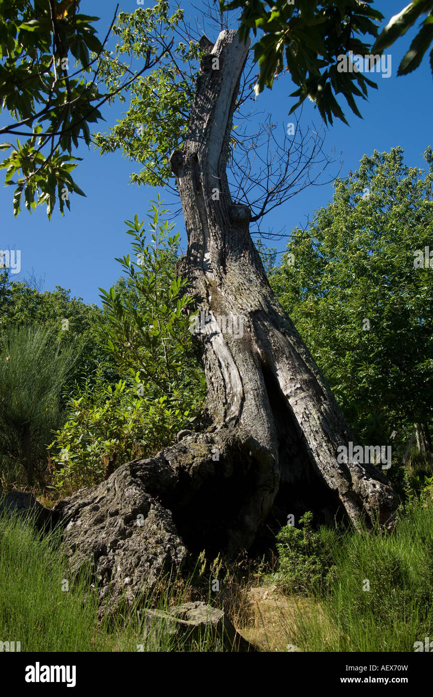 France Cévennes tronc de châtaignier antique avec encore quelques shoots Banque D'Images