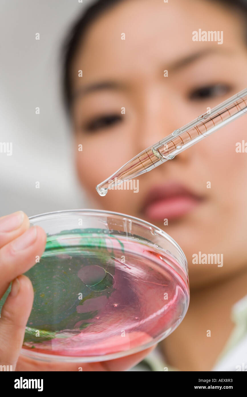 Scientist looking at a Petri dish Banque D'Images