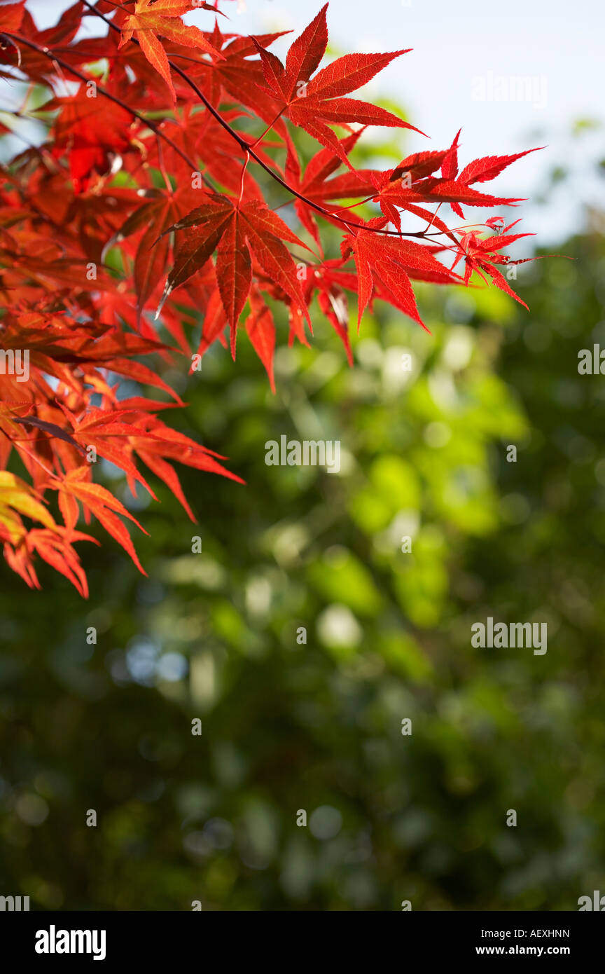 Acer palmatum atropurpureum érable japonais Banque D'Images
