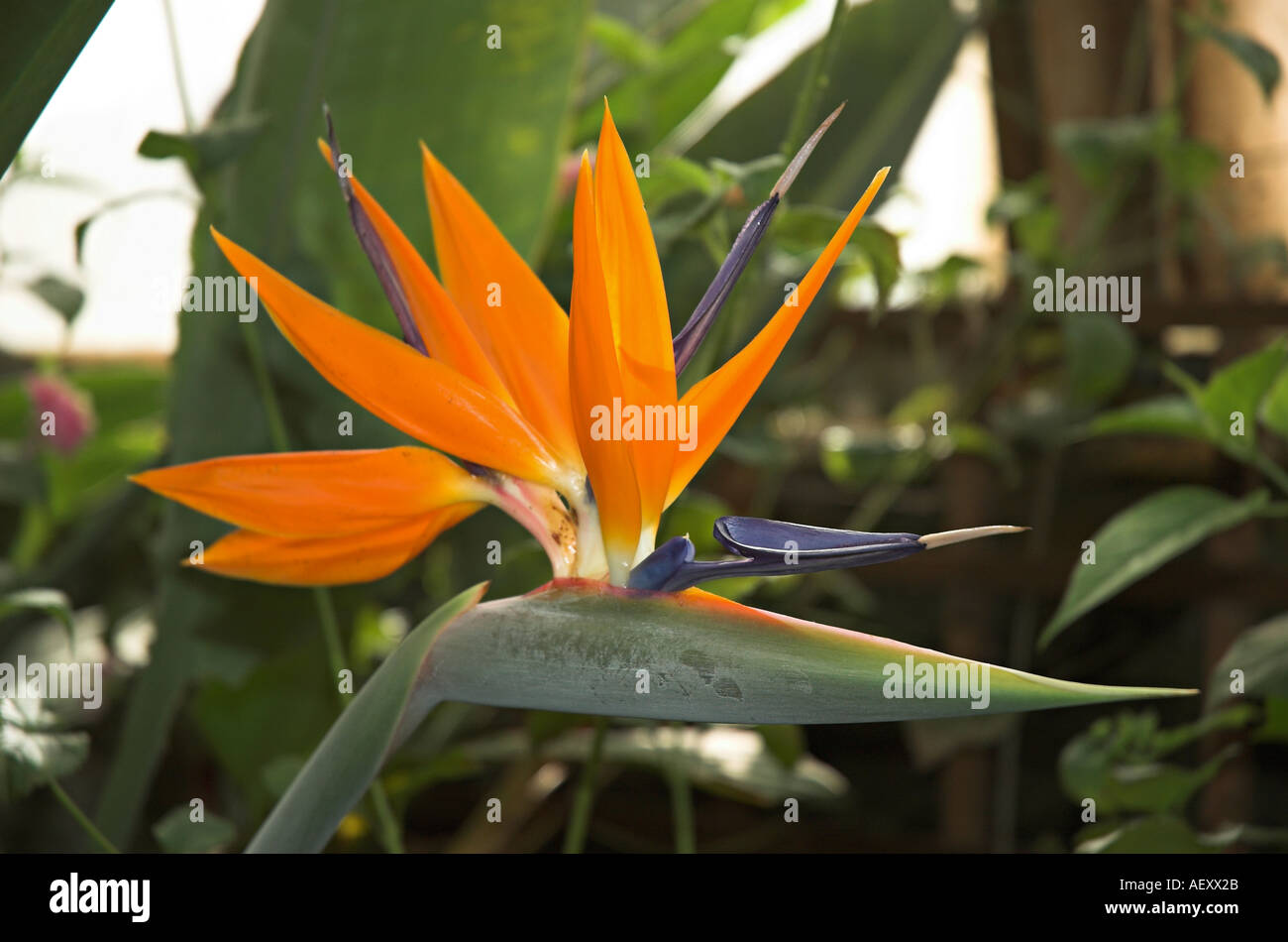 Strelitzia reginae Banque D'Images