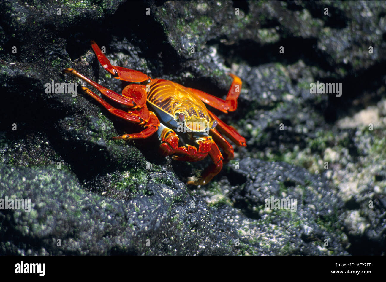 Sally light Pied du crabe en Equateur Galapagos Espanola rock Banque D'Images