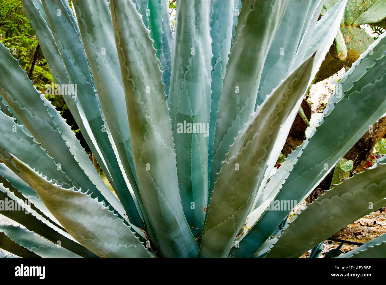 Un cactus agave bleu Photo Stock - Alamy