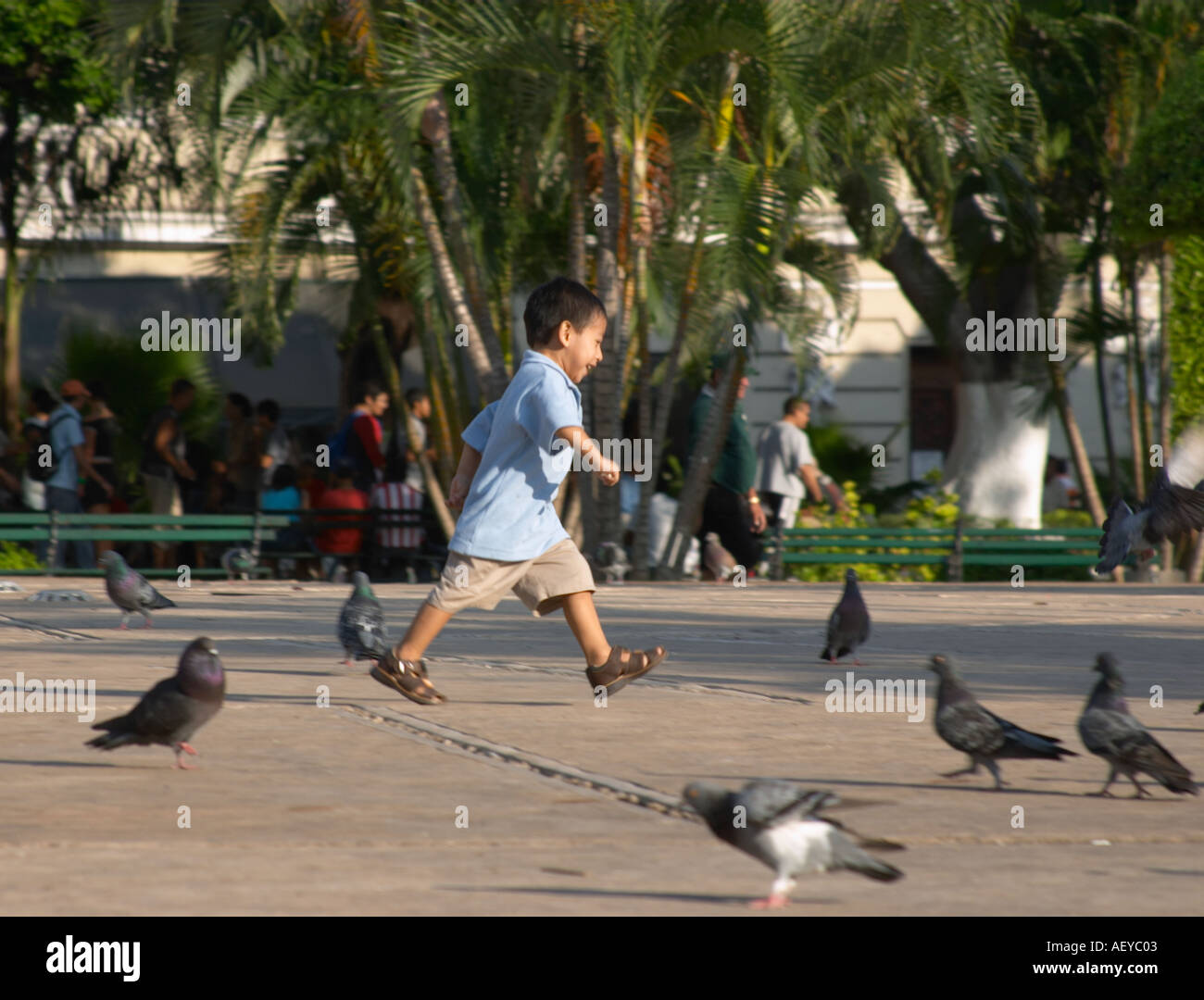 Petit garçon courir après les pigeons en ville Merida Mexique Banque D'Images