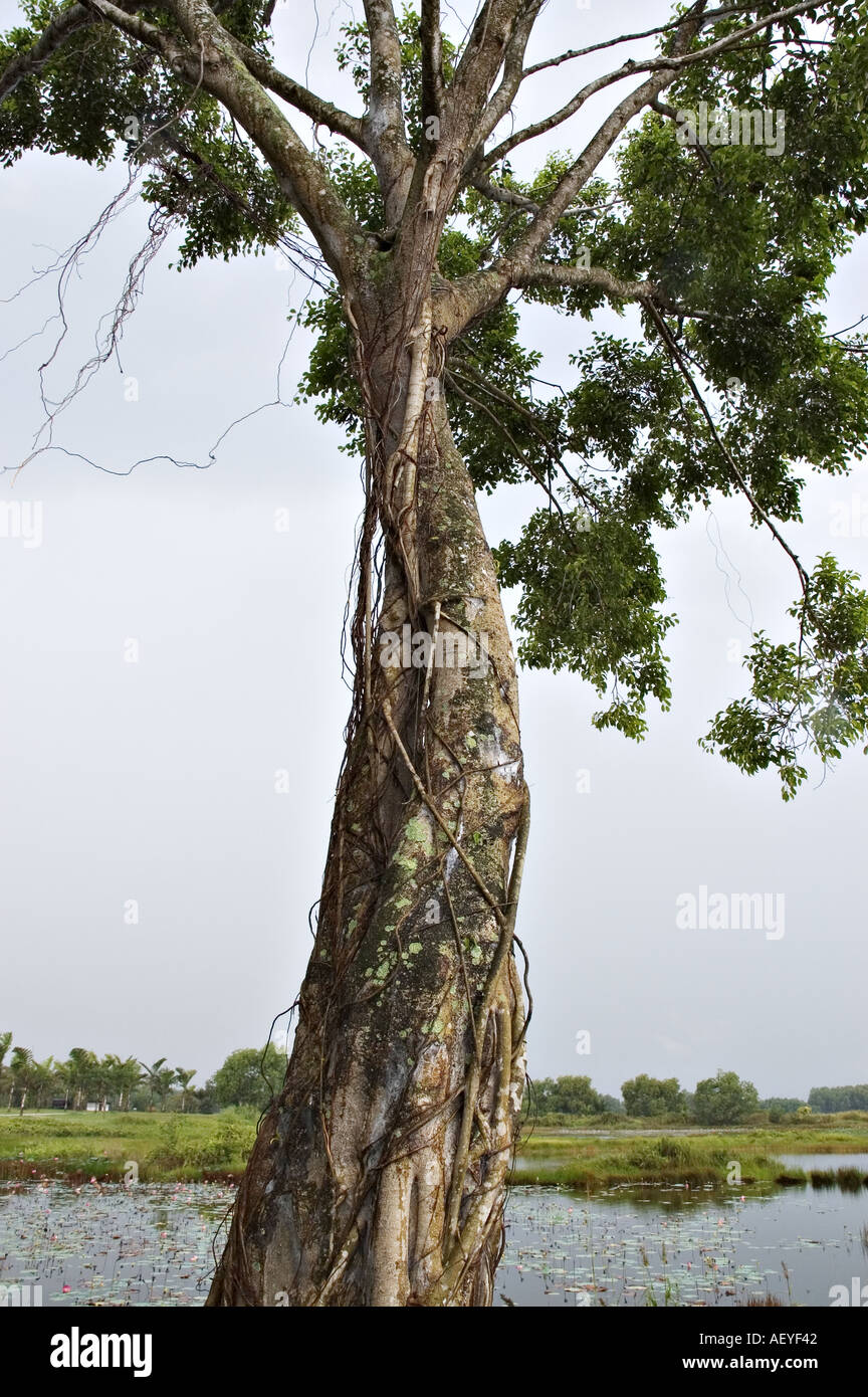 Avec l'écorce de l'arbre noueux et vignes tout autour de son trunkTree avec écorce noueuse et vignes tout autour de son tronc, en P Banque D'Images