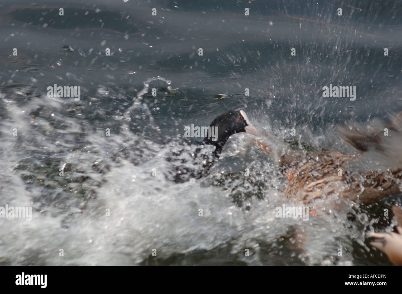 Une Foulque chassant un canard colvert. Banque D'Images