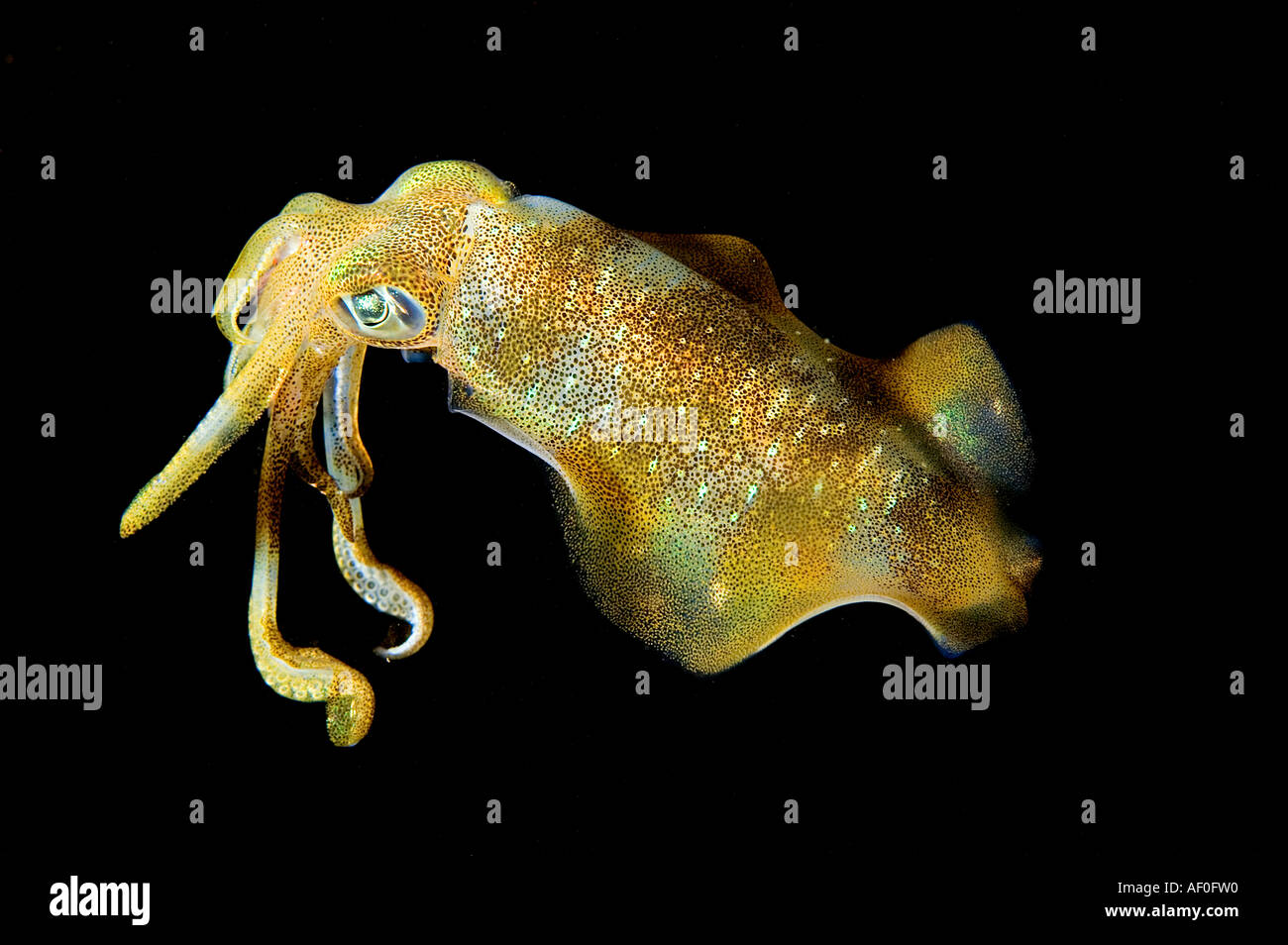 Sepioteuthis lessoniana Calamari squid, la chasse, la nuit, à Bali en Indonésie. Banque D'Images