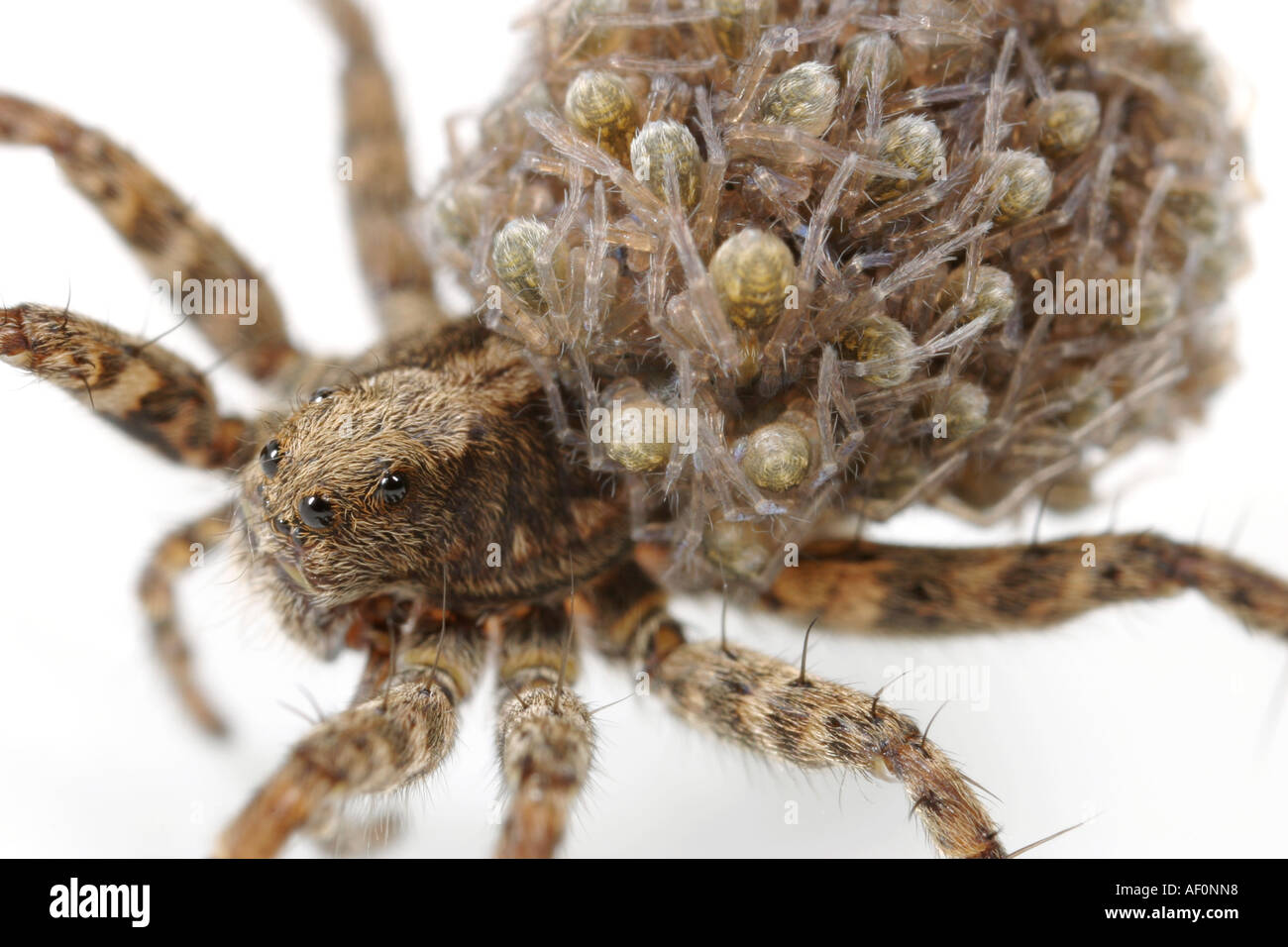 Araignée-loup Femme portant son bébé sur son dos pendant quelques jours  après leur naissance Photo Stock - Alamy