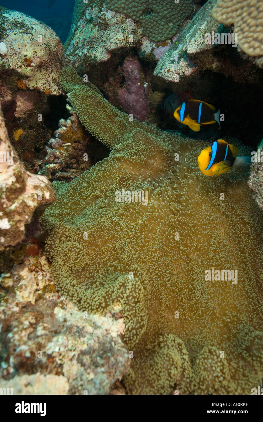 Le sous-marin du récif d'Aliko divesite Yap Banque D'Images