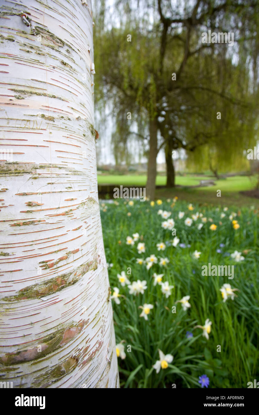 Bouleau sur le château de Leeds Leeds England UK Banque D'Images