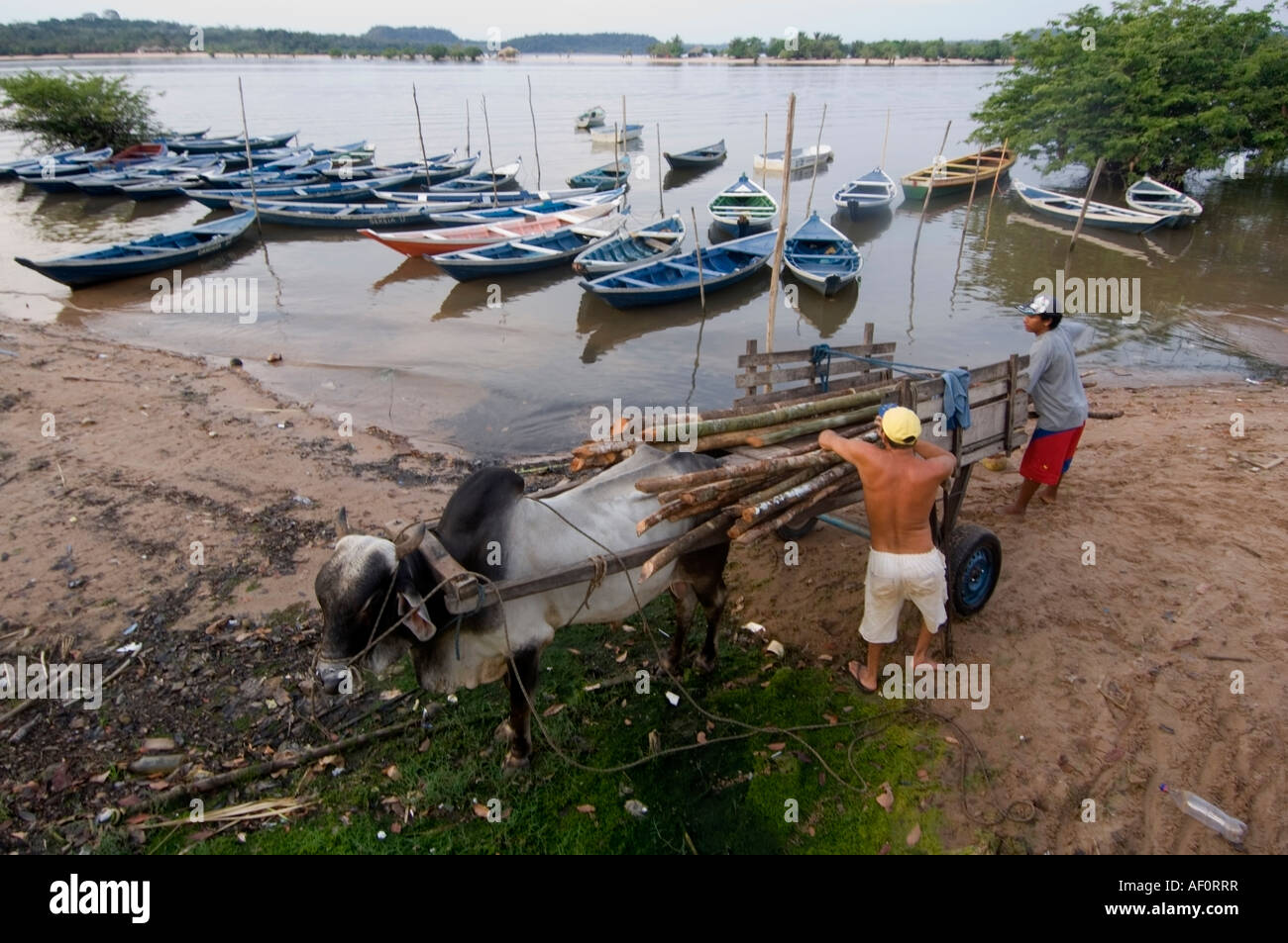 Panier zébu d'être chargé dans la plage de Ródão Pará au Brésil Banque D'Images