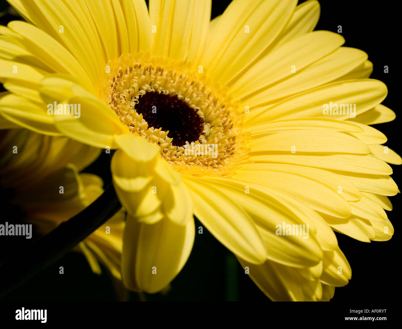 Close up of Gerbera flower jaune avec ses pétales rayonnant Banque D'Images
