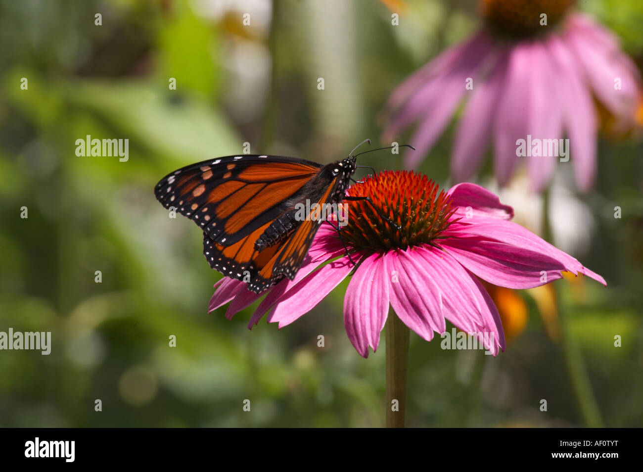 Papillon Monarque Danaus plexippus également connu sous le nom de Wanderer papillon sur un Coneflower Echinacea purpurea Banque D'Images